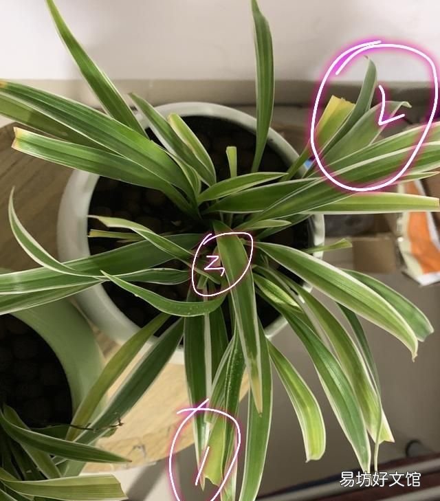 吊兰叶子发黄怎么办?植物草虫怎么护理?