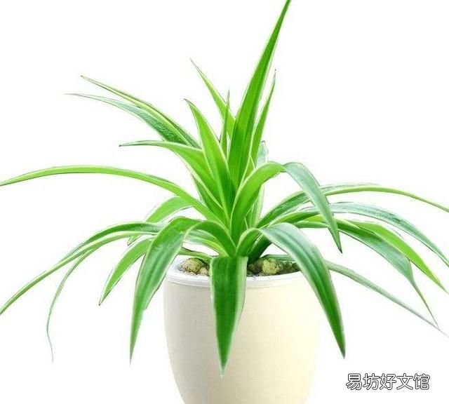 吊兰叶子发黄怎么办?植物草虫怎么护理?