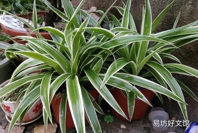 吊兰叶子发黄怎么办?植物草虫怎么护理?