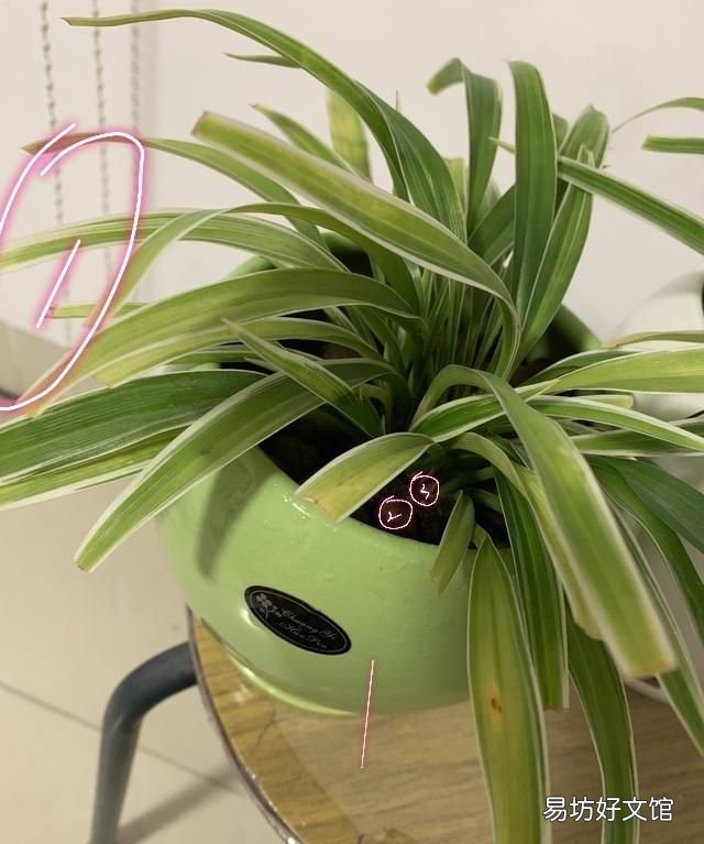 吊兰叶子发黄怎么办?植物草虫怎么护理?