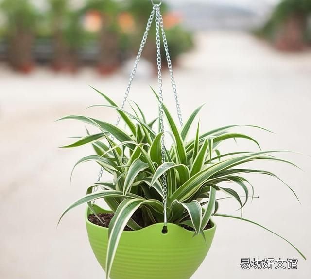 吊兰叶子发黄怎么办?植物草虫怎么护理?