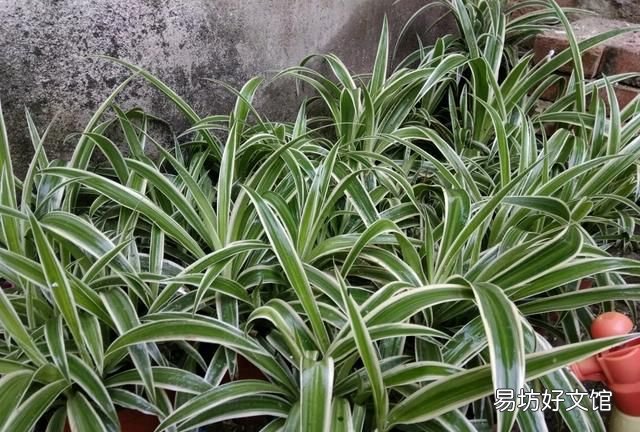 吊兰叶子发黄怎么办?植物草虫怎么护理?