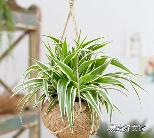 吊兰叶子发黄怎么办?植物草虫怎么护理?