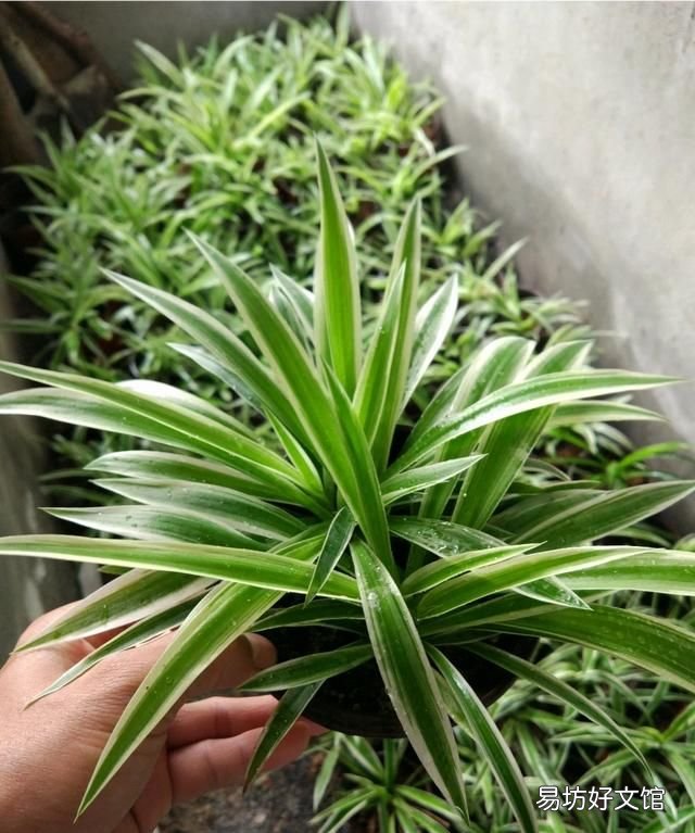 吊兰叶子发黄怎么办?植物草虫怎么护理?