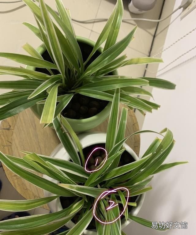 吊兰叶子发黄怎么办?植物草虫怎么护理?