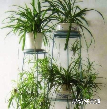 吊兰叶子发黄怎么办?植物草虫怎么护理?