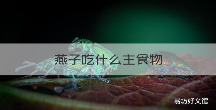燕子吃啥，燕子吃什么主食物