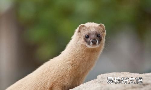 黄鼠狼吃什么,黄鼠狼的食物是什么