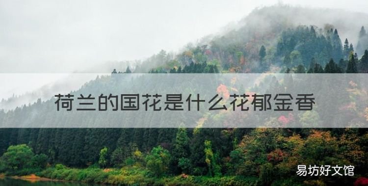 荷兰的国花是什么花郁金香,荷兰国花是郁君香还是郁金香呢
