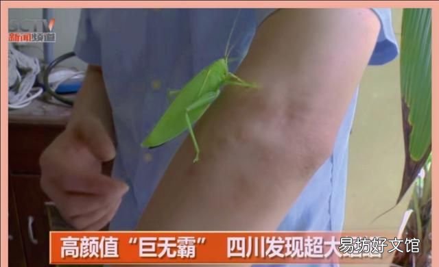 zhōng 蝈蝈和蛐蛐的区别:螽斯寓意多子多福,蛐蛐却啃食庄稼