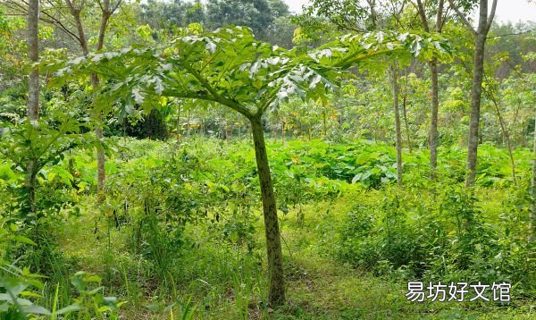 珠芽页面果魔芋用什么追肥,珠芽魔芋的种植方法有哪些呢