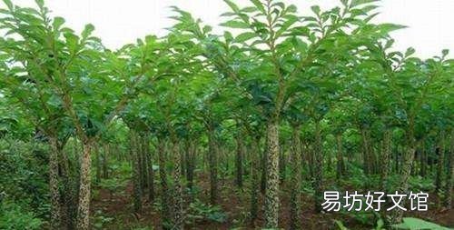 珠芽页面果魔芋用什么追肥,珠芽魔芋的种植方法有哪些呢