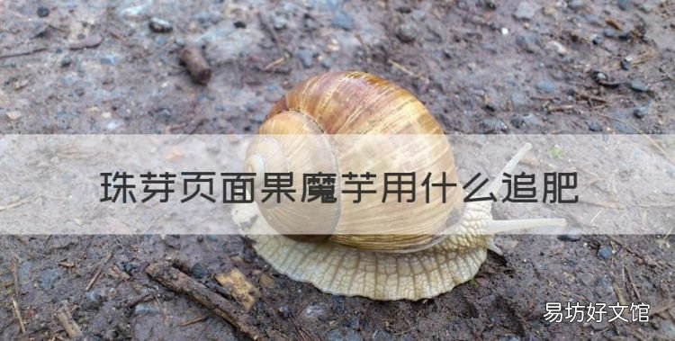 珠芽页面果魔芋用什么追肥,珠芽魔芋的种植方法有哪些呢