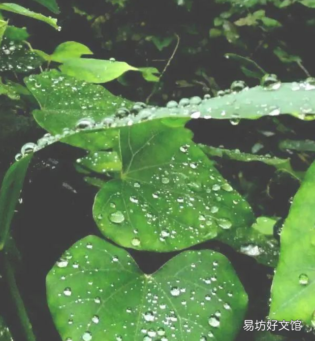 水的蒸发幼儿园中班科学