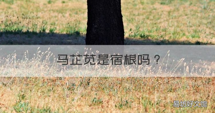 马芷苋是宿根,马齿苋是宿根还是种子植物