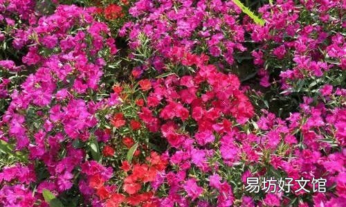 马芷苋是宿根,马齿苋是宿根还是种子植物
