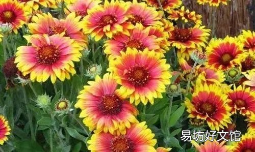 马芷苋是宿根,马齿苋是宿根还是种子植物
