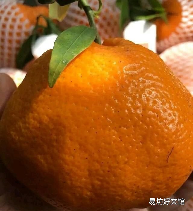 粑粑柑:春见粑粑柑吃了不上火