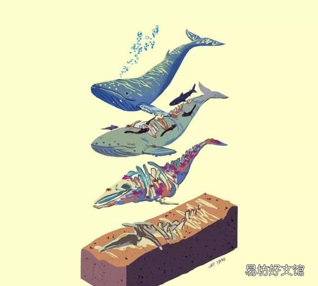 鲸鱼的生存阶段 一鲸落万物生什么意思