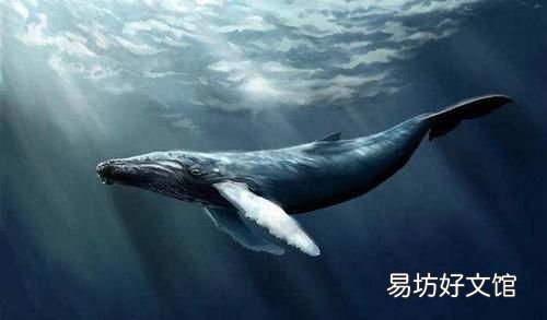 鲸鱼的生存阶段 一鲸落万物生什么意思