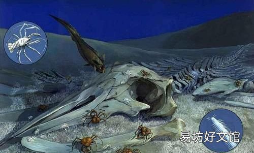 鲸鱼的生存阶段 一鲸落万物生什么意思