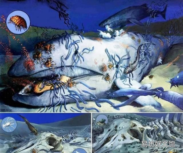 鲸鱼的生存阶段 一鲸落万物生什么意思
