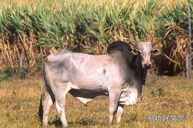 骆驼为什么有驼峰?骆驼的驼峰里有什么?