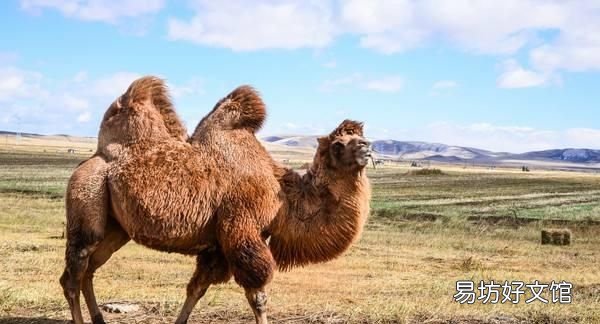 骆驼为什么有驼峰?骆驼的驼峰里有什么?