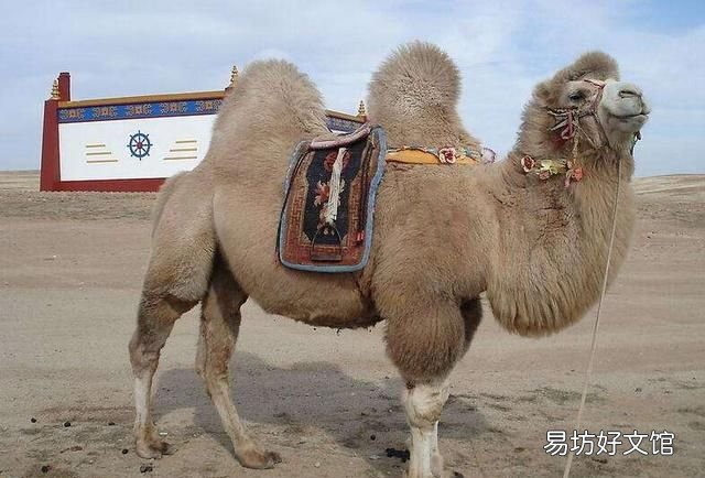 骆驼为什么有驼峰?骆驼的驼峰里有什么?