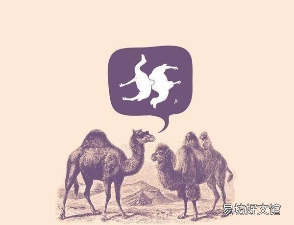 骆驼为什么有驼峰?骆驼的驼峰里有什么?