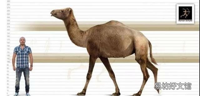 骆驼为什么有驼峰?骆驼的驼峰里有什么?