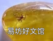 化石是怎样形成的 《新约哥林多前书23节》
