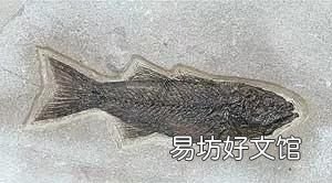 化石是怎样形成的 《新约哥林多前书23节》