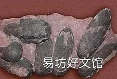 化石是怎样形成的 《新约哥林多前书23节》