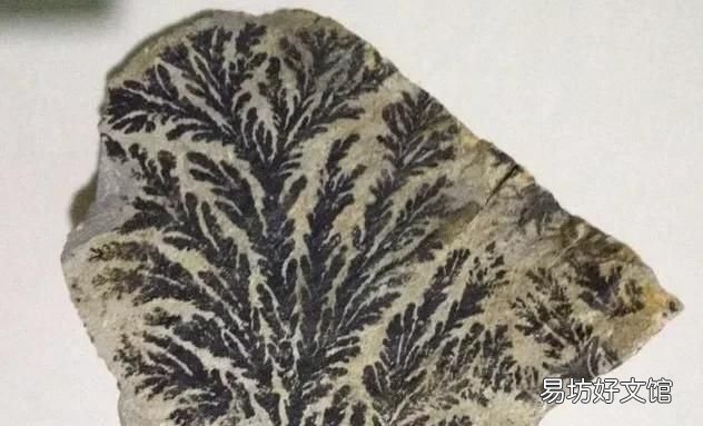 化石是怎样形成的 《新约哥林多前书23节》