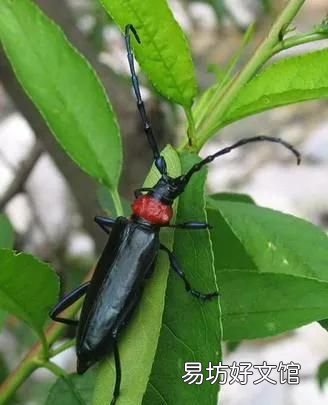 天牛科昆虫:小时候玩天牛你还有印象吗?
