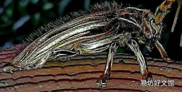 天牛科昆虫:小时候玩天牛你还有印象吗?