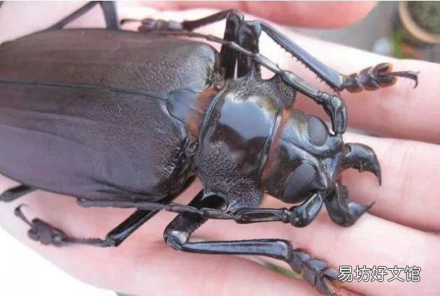天牛科昆虫:小时候玩天牛你还有印象吗?