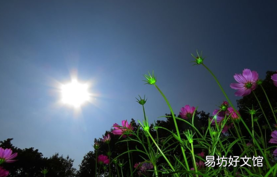 人类黎明声望有什么用,象征着自由与黎明的太阳英文