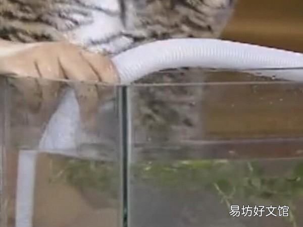 鱼缸里的水怎么抽出来,鱼缸里的水怎么放出来?