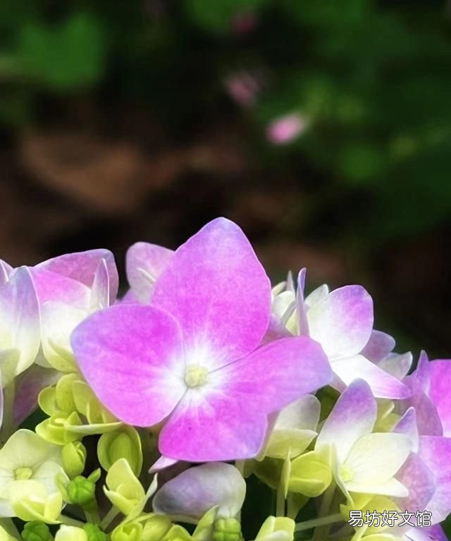 手机摄影故事:绣球花,可以送人蓝色的吗?绣球花是招鬼花么?
