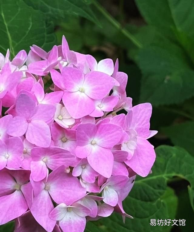 手机摄影故事:绣球花,可以送人蓝色的吗?绣球花是招鬼花么?