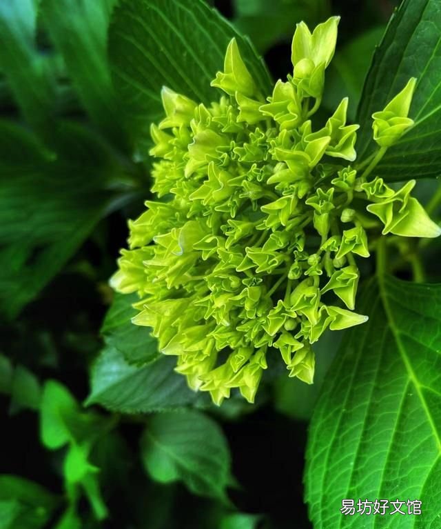 手机摄影故事:绣球花,可以送人蓝色的吗?绣球花是招鬼花么?