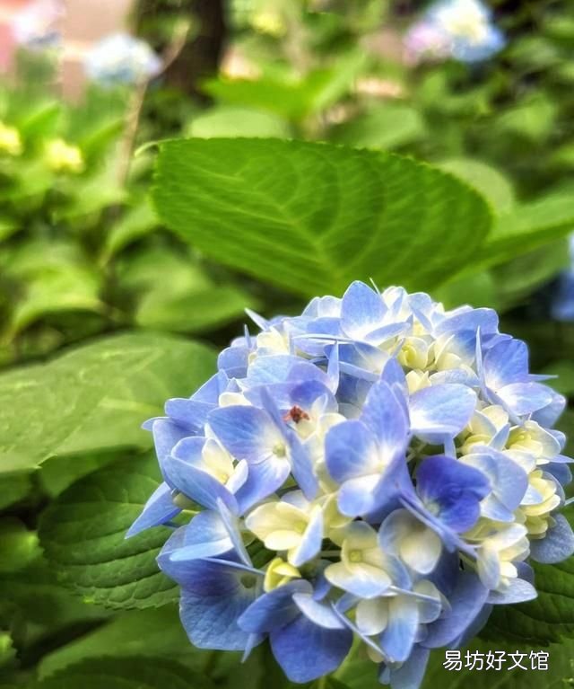 手机摄影故事:绣球花,可以送人蓝色的吗?绣球花是招鬼花么?