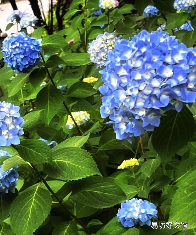 手机摄影故事:绣球花,可以送人蓝色的吗?绣球花是招鬼花么?