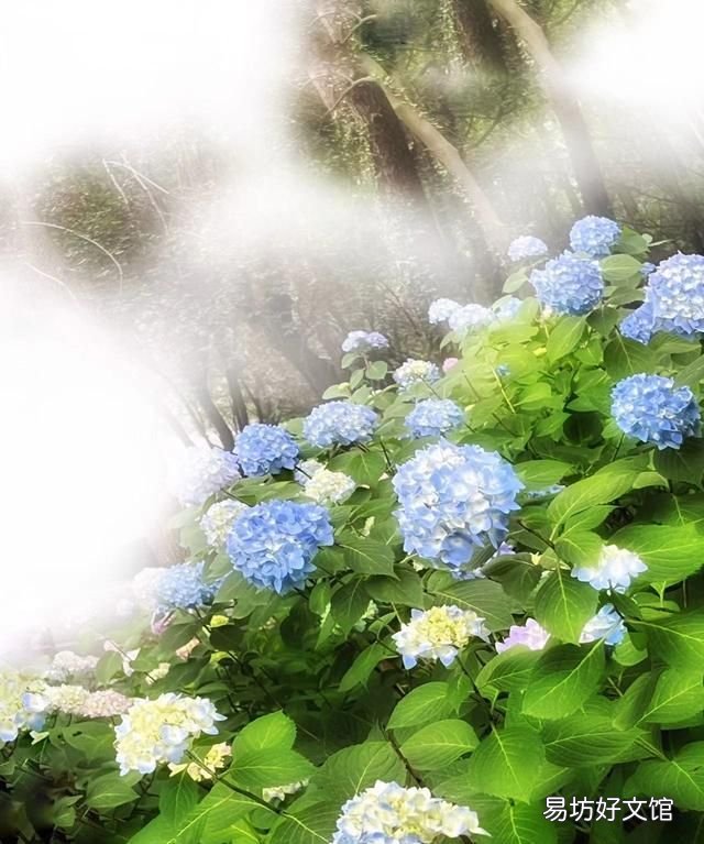 手机摄影故事:绣球花,可以送人蓝色的吗?绣球花是招鬼花么?