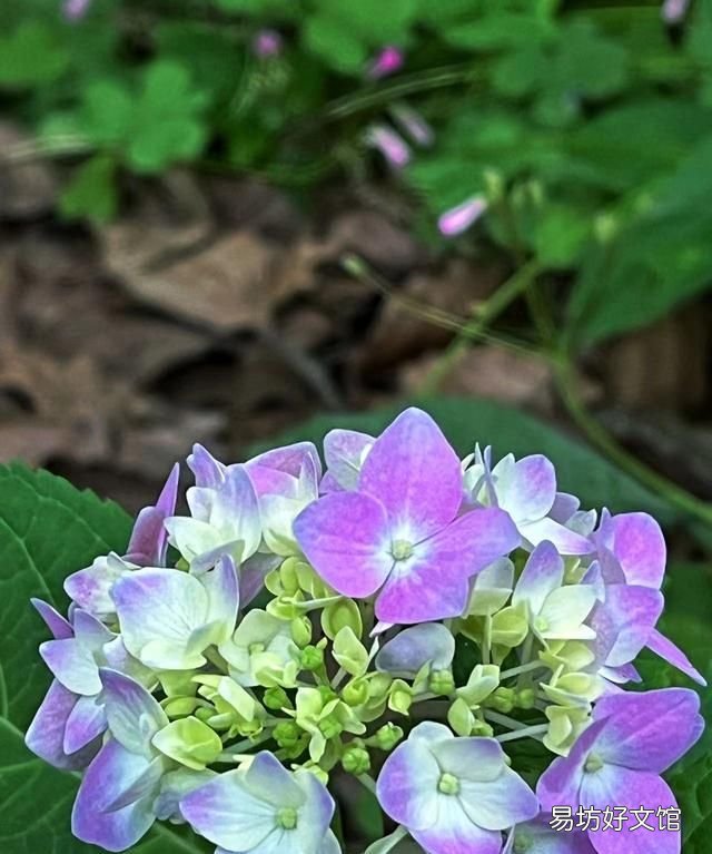 手机摄影故事:绣球花,可以送人蓝色的吗?绣球花是招鬼花么?