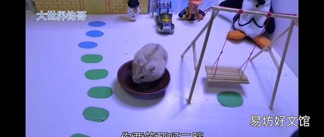 仓鼠不见了怎么办