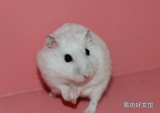 仓鼠不见了怎么办