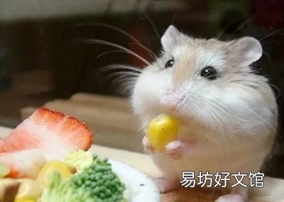 仓鼠不见了怎么办